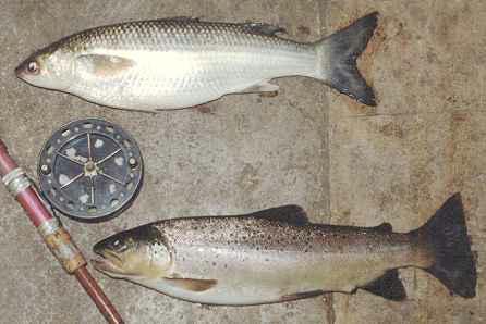 A Mullet and a brown trout, both over two pounds.