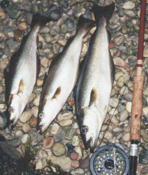 Pollock, one of the predators in the estuary mouth