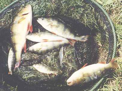 Picture: A net of summer perch.