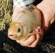 Picture: Head on view of a gold coloured roach.