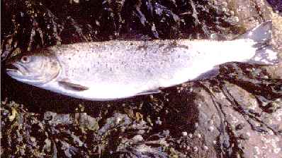 Straight from the saltwater. This seatrout is resting on bladder wrack.